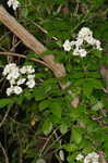 Multiflora rose